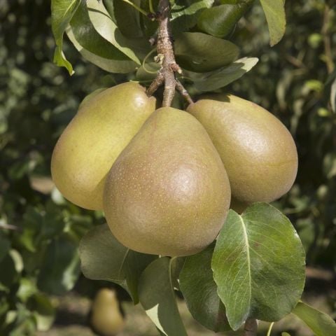 Tüplü Yarı Bodur Bodur Kendine Verimli Beurre Hardy Armut Fidanı (Sınırlı Stok)