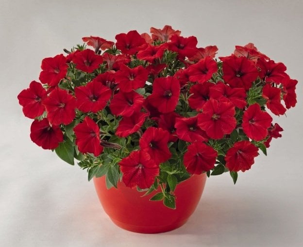 Pegasus Patio Red Star Petunya Çiçeği Fidesi (3 adet)