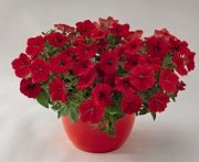 Pegasus Patio Red Star Petunya Çiçeği Fidesi (3 adet)
