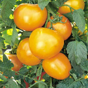Doğal Golden Jubile Domates Tohumu(20 adet)