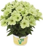 Pegasus Patio Yellow Petunya Çiçeği (14 Lük Saksıda)
