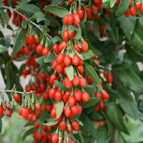 Açık Kök Goji Berry Fidanı (1 Yaş)