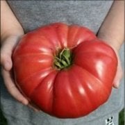 Doğal Domates Giant Belgium Pink (Dev Belçika) Domates  Tohumu(20 adet)