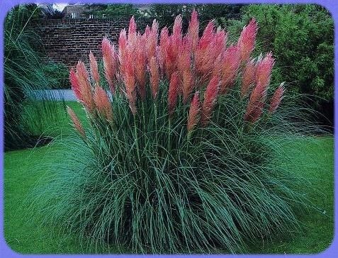 Pembe Renkli  Pampas Otu Çiçeği Tohumu(50 tohum)