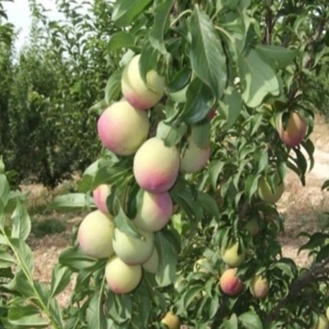 Tüplü Yarı Bodur Ambra Erik Fidanı