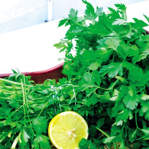 Organik Dev İtalyan Maydanoz Tohumu (1 gram)