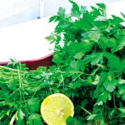 Organik Dev İtalyan Maydanoz Tohumu (1 gram)