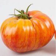 Doğal Mr Stripey Domates Tohumu(20 adet)