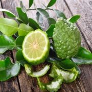 Tüplü Yoğun Kokulu Bergamot Fidanı