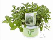 Limon Kokulu Swiss Nane Fidesi (5 adet)