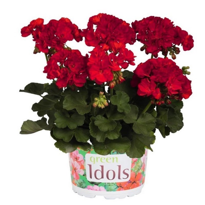 Green Idols True Red 2020 Sardunya Çiçeği Fidesi (2 adet)