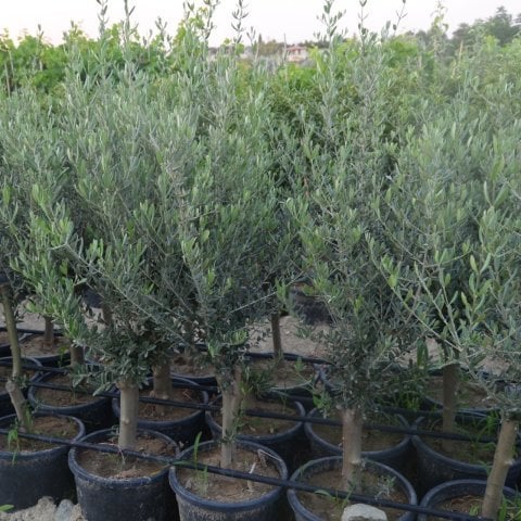 Saksıda Bodur Tipte Zeytin Fidanı Meyve Verme Durumunda (5-6 Yaş) 8-14 Kutur