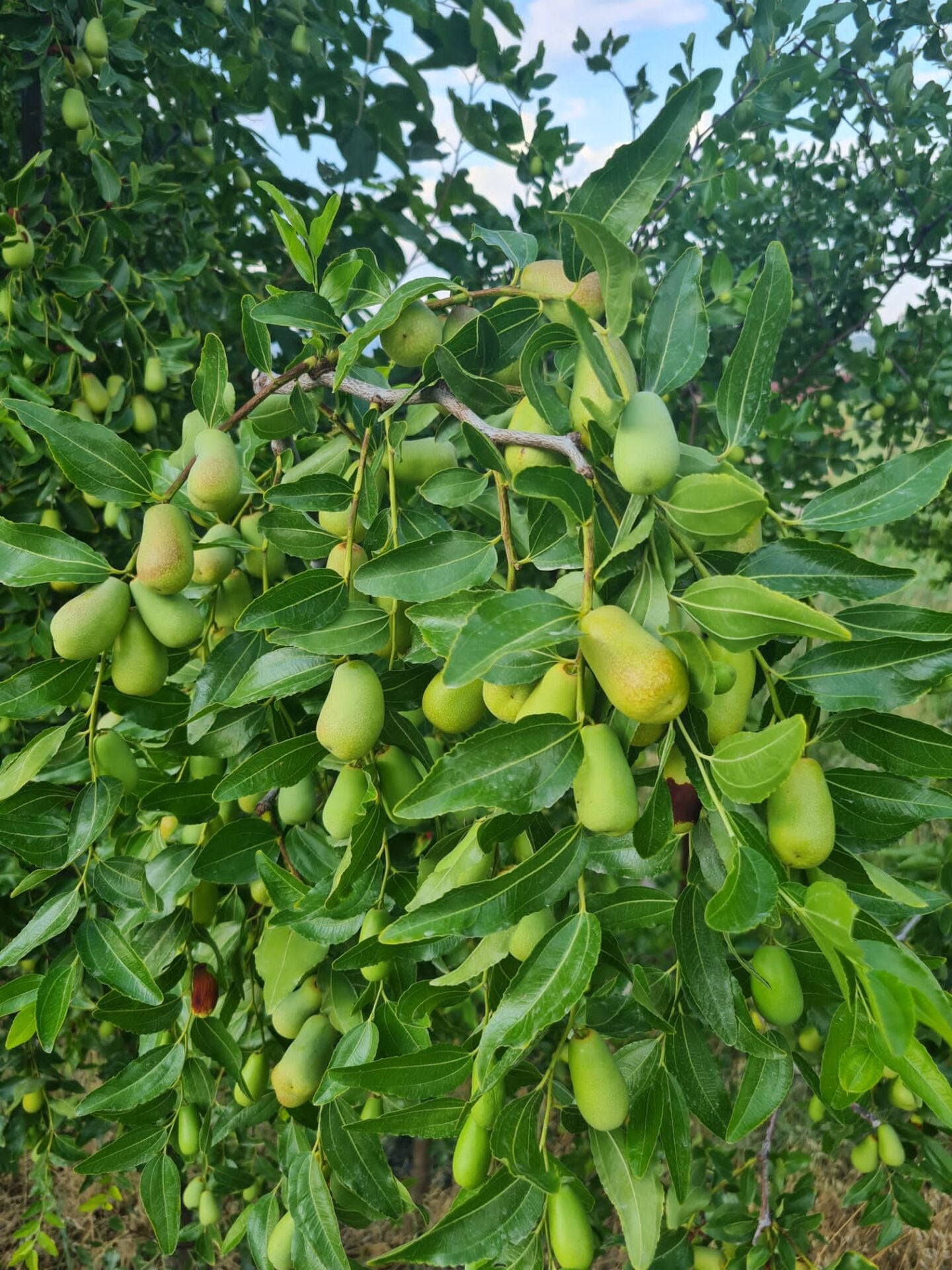 Soğuklara Dayanıklı Koleksiyonluk Tüplü İri Meyveli Dikensiz Hünnap Fidan