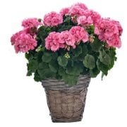 Big EEZE Pink Sardunya Çiçeği Fidesi (2 adet)