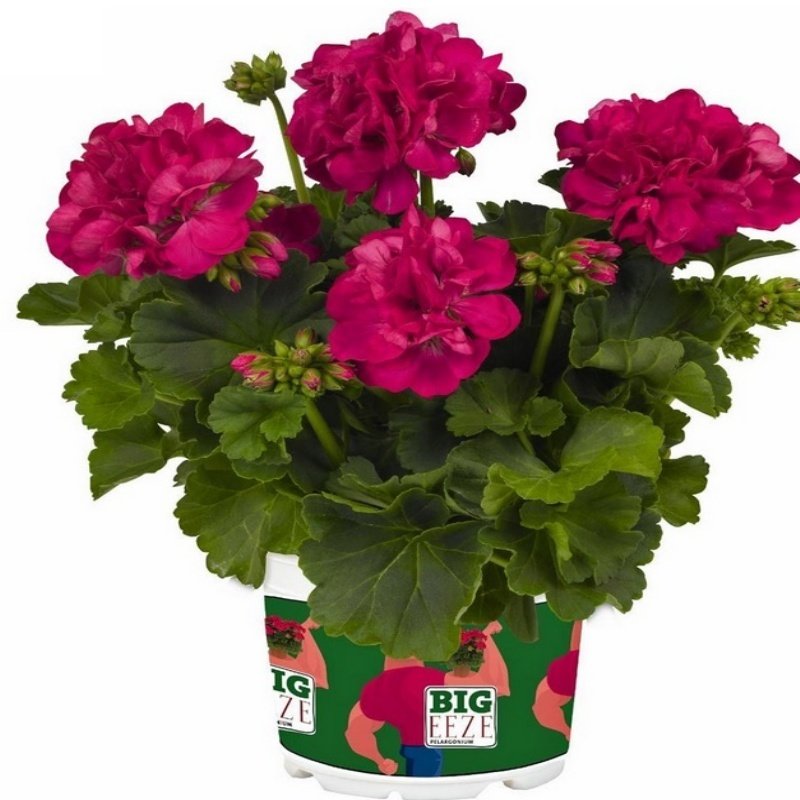 Big EEZE Fuchsia Blue Sardunya Çiçeği Fidesi (2 adet)