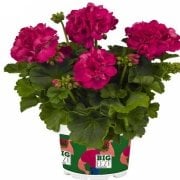 Big EEZE Fuchsia Blue Sardunya Çiçeği Fidesi (2 adet)