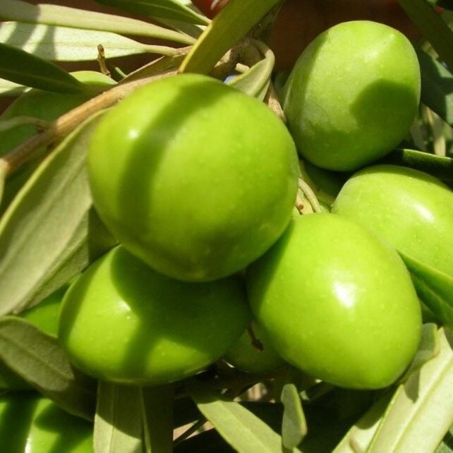 Koleksiyonluk Nadir Çeşit Soğuklara Dayanıklı Sofralık Butko Zeytin Fidanı