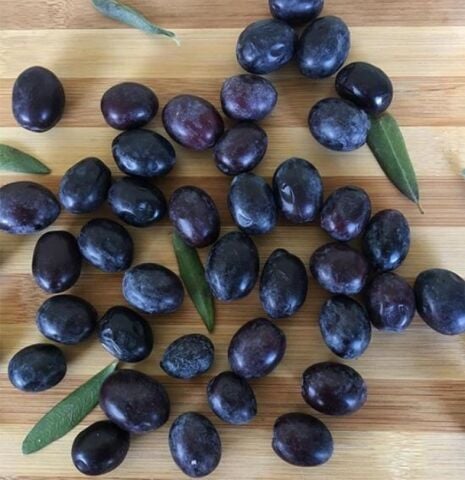 Koleksiyonluk Nadir Çeşit Soğuklara Dayanıklı Sofralık Butko Zeytin Fidanı