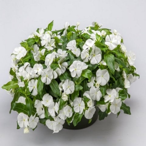 Vinca Cora Major Beyaz Cezayir Menekşesi Çiçeği Fidesi (3 adet)