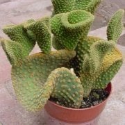 Crested Bunny Ears Kaktüs (5.5 luk Saksıda)