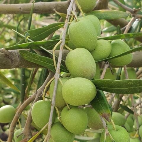 Koleksiyonluk Nadir Çeşit Hastalığa ve Kuraklığa Dayanıklı Halebi Zeytin Fidanı (10-20 cm)