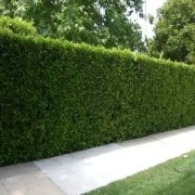 Tüplü Kurtbağrı(Ligustrum) Fidanı