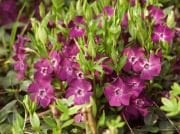 Vinca Minor Verino Kırmızı Çiçekli Cezayir Menekşesi Çiçeği Fidesi (5 adet)