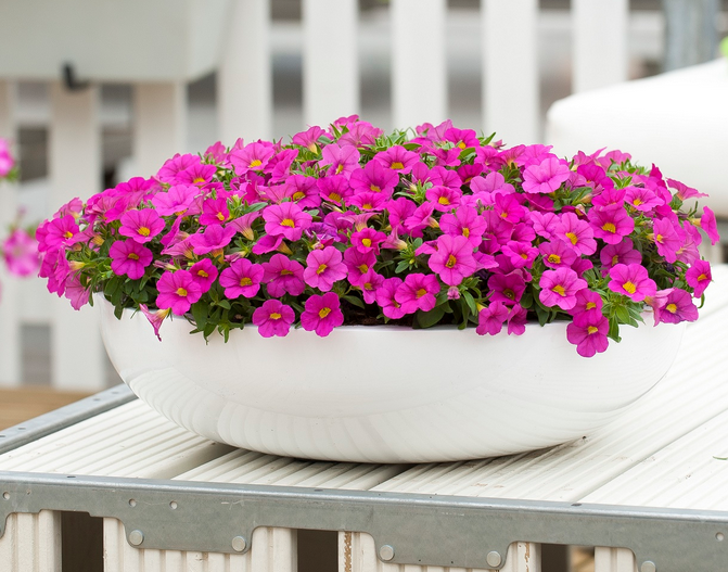 Calipetite Rose Yayılıcı Sarkan Saksılık Petunya Çiçeği Fidesi (4 adet)