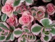 Tricolor Sedum Spurium Çiçeği Fidesi (3 adet)