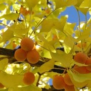 Tüplü Şifalı Mabet Ağacı Ginkgo Biloba Fidanı