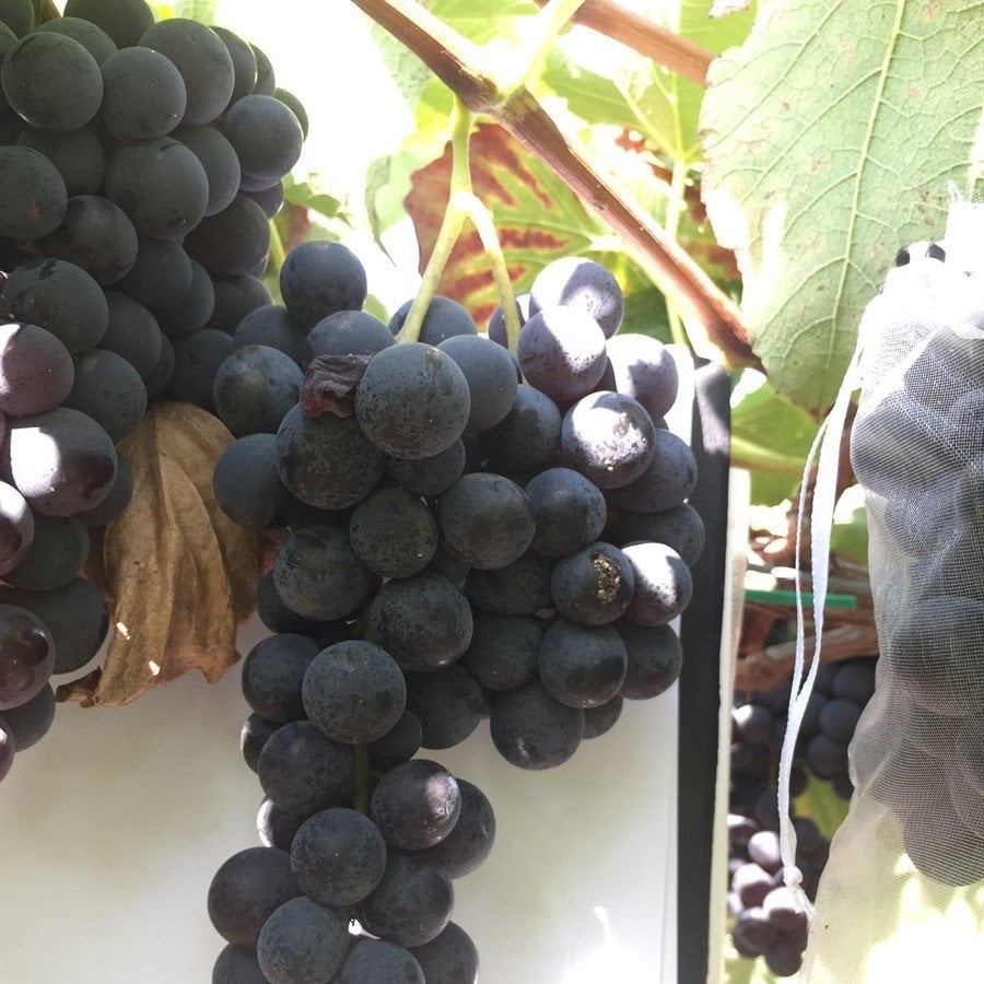 Tüplü Mars Seedles Siyah Çekirdeksiz Üzüm Fidanı