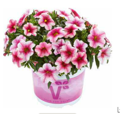 Calipetite Pink Verin Sarkan Yayılıcı Petunya Çiçeği Fidesi (4 adet)