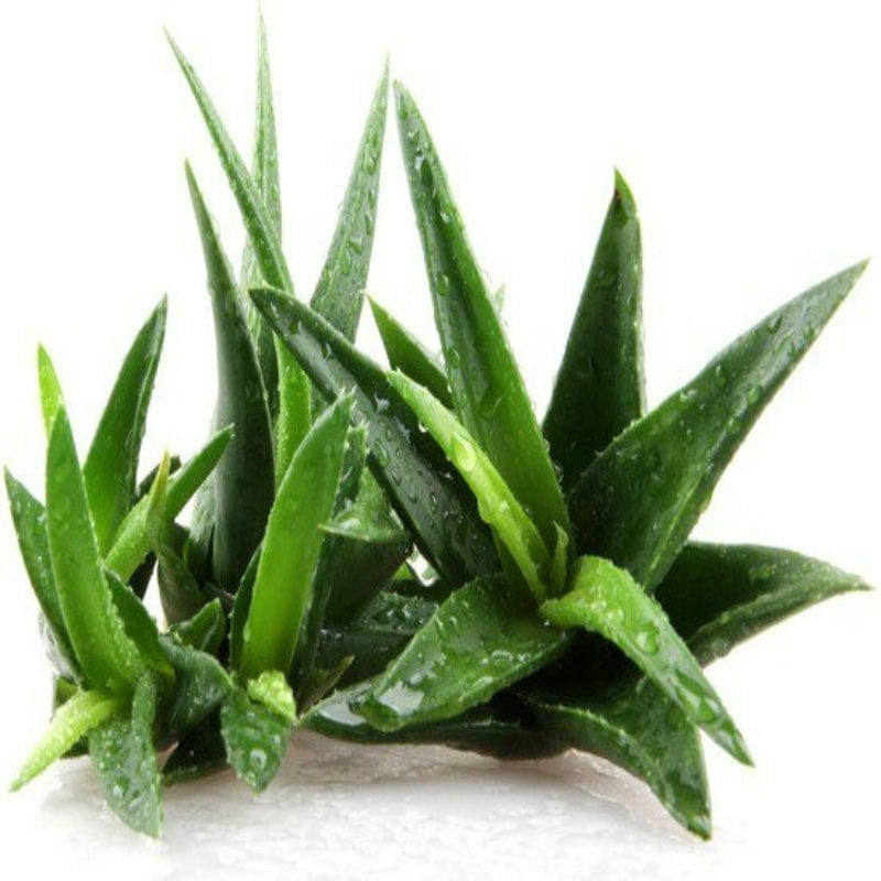 Tüplü Aromatik Aloe Vera(Sarı Sabır) Anaç Bitki 3-4 Yaş