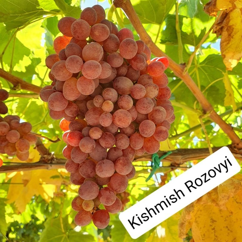 Tüplü Kishmish Rozovyi Çekirdeksiz Üzüm Fidanı