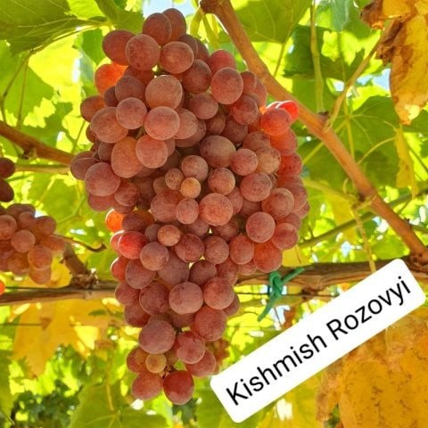 Tüplü Kishmish Rozovyi Çekirdeksiz Üzüm Fidanı