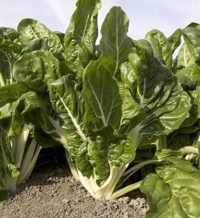 Bejo Delta Verde Penca Blanca F1 Ispanak Yaprağı Tohumu (50.000 tohum)