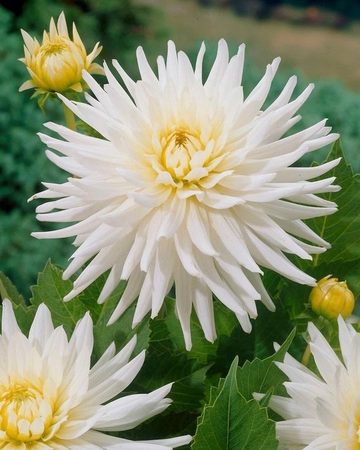Dev Çiçekli My Love Dahlia Yıldız Çiçeği Soğanı Yumrusu (1 adet )