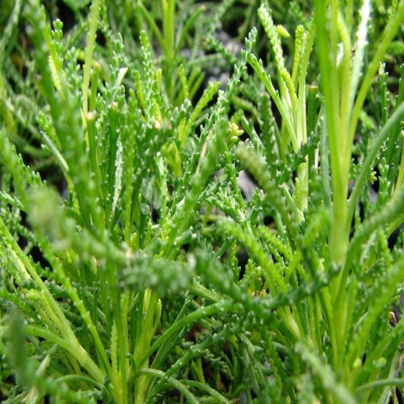 Zeytin Aromalı Şifalı Santolina Viridis Olivia Zeytin Otu Bitkisi Fidesi (4 ad)