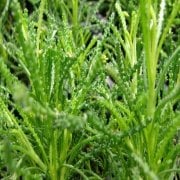 Zeytin Aromalı Şifalı Santolina Viridis Olivia Zeytin Otu Bitkisi Fidesi (4 ad)