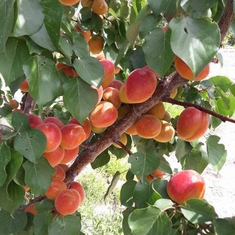 Tüplü İri Meyveli Yarı Bodur Aldeniz Kayısı Fidanı