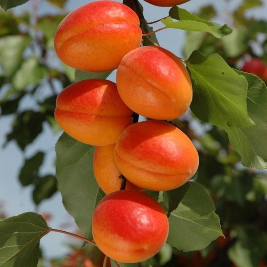 Tüplü İri Meyveli Yarı Bodur Aldeniz Kayısı Fidanı