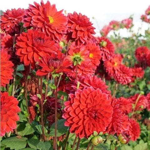 Dev Çiçekli Menorca Dahlia Yıldız Çiçeği Soğanı Yumrusu (1 adet )
