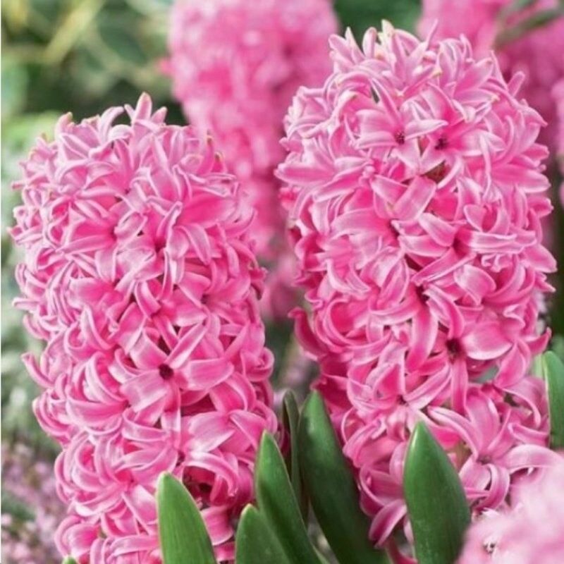 Yoğun Kokulu Pembe Pink Pearl Sümbül Soğanı (3 adet)