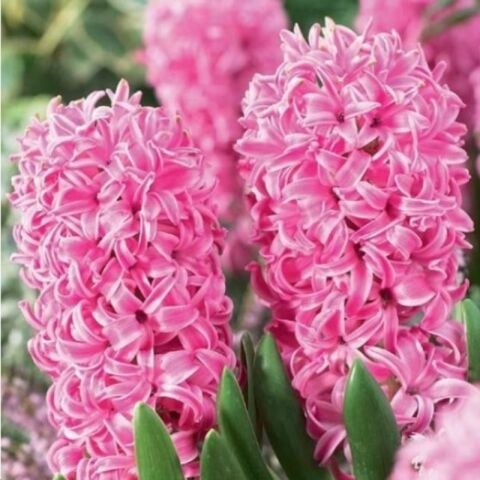 Yoğun Kokulu Pembe Pink Pearl Sümbül Soğanı (3 adet)