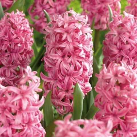 Yoğun Kokulu Pembe Pink Pearl Sümbül Soğanı (3 adet)