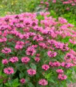 Croftway Pink Altın Oğul Otu Çiçeği Kök Soğanı (1 adet)