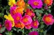 İmagine Rose İpek Çiçek Fidesi (5 ad)