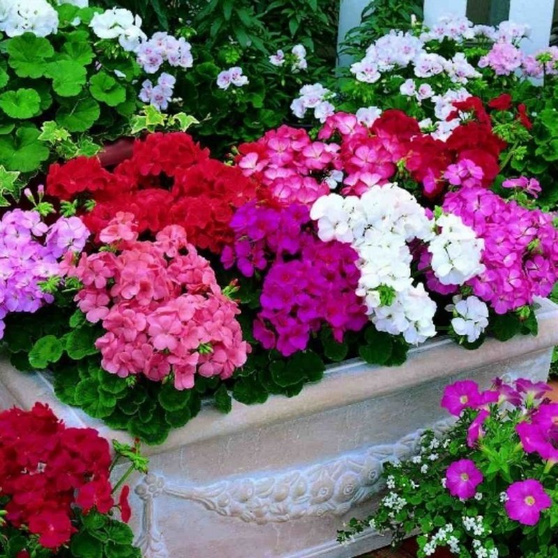 Pelargonium Hortorum Mix Sardunya Çiçeği Fidesi (5 Adet)