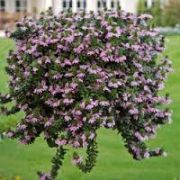 Abonica Pink Yelpaze Çiçeği Fidesi (3 adet)