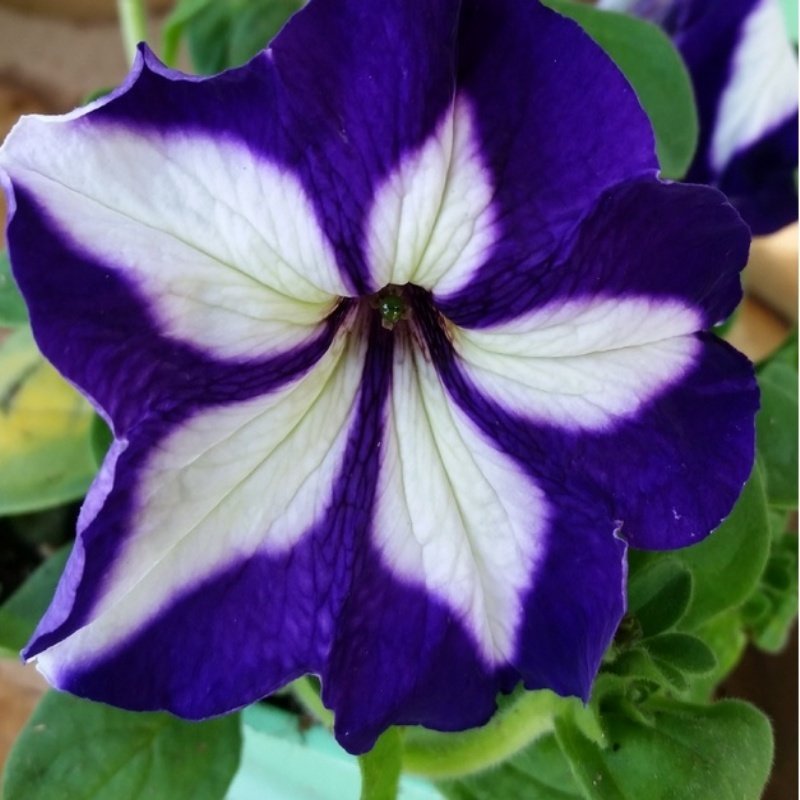 Pegasus Patio Blue Star Petunya Çiçeği Fidesi (104 adet)